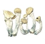 Albino Penis Envy (APE Cubensis)